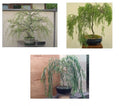 Bonsai Willow Tree Bundle - 3 Large Trunk Cuts - Salix spp - Unique Gift for Gardeners and Bonsai Enthusiasts