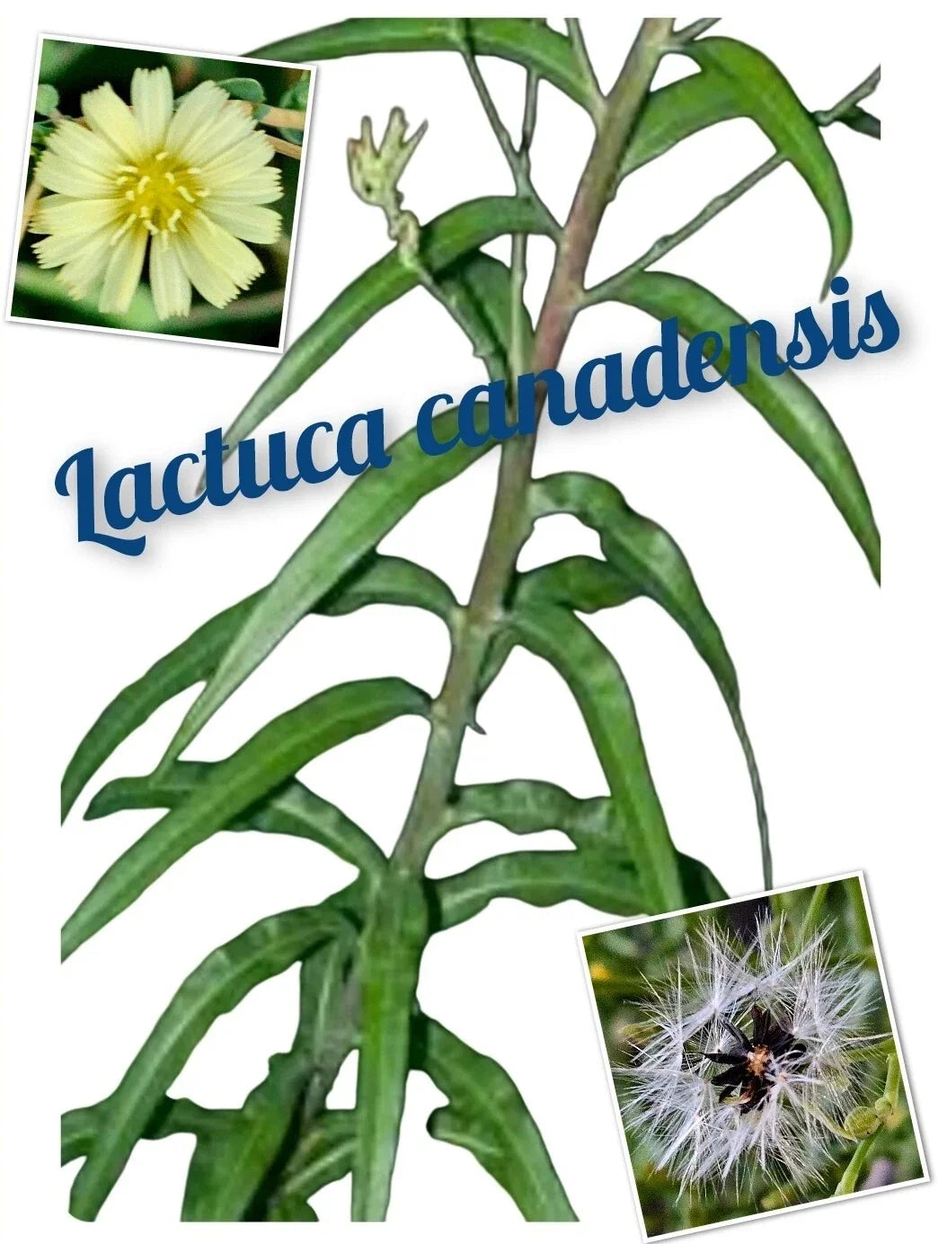 250+ Wild Lettuce Seeds, Canada Lettuce (Lactuca canadensis), Medicinal Herb for Natural Remedies