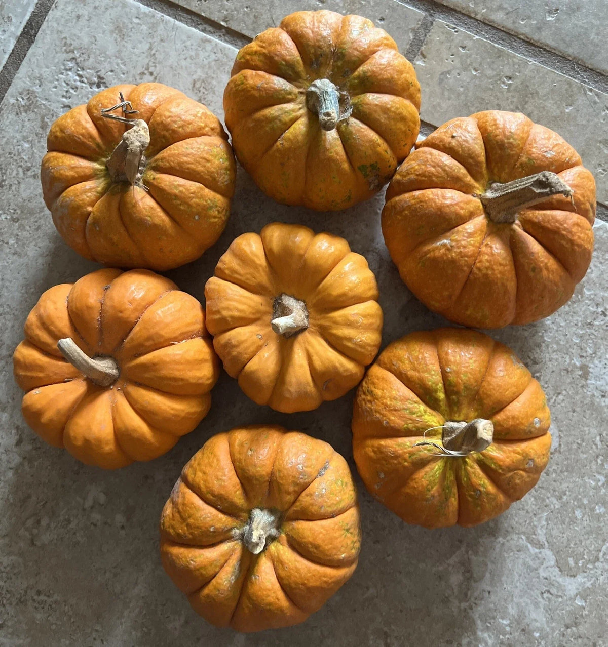Mini Pumpkin Seeds - Tiny Jack Be Little Gourd - Cute Fall Decor - Cucurbita pepo