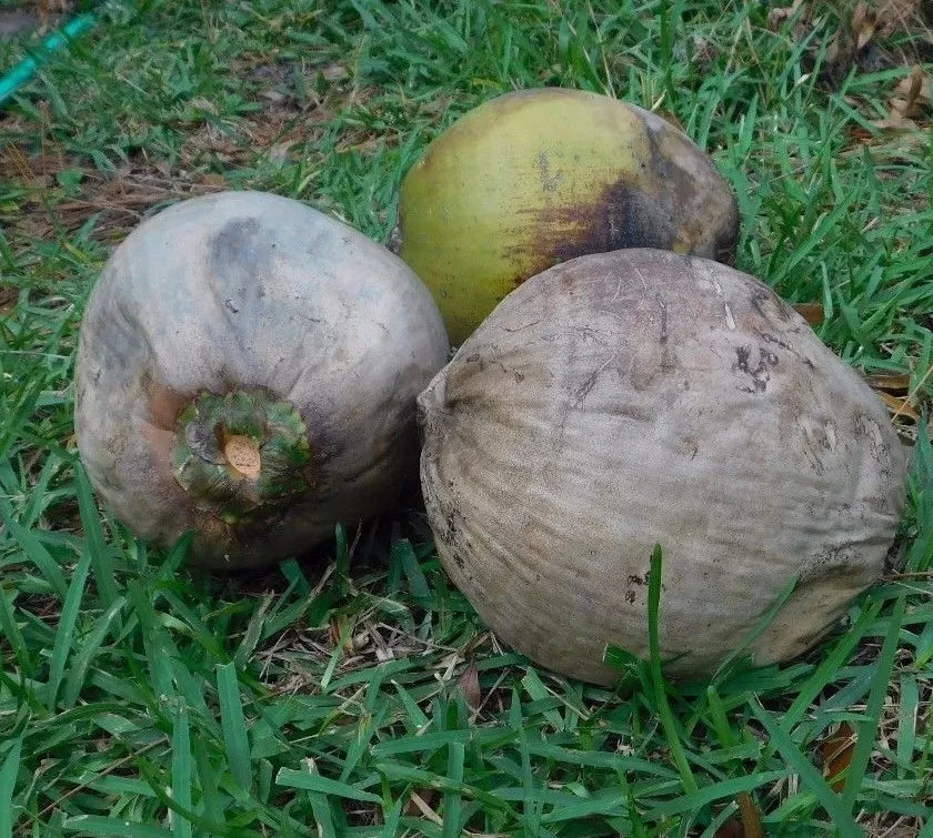 Coconut Palm Tree Seeds - 2 Fresh Live Coconuts for Sprouting (Cocos nucifera)