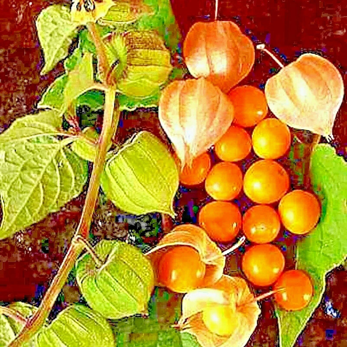 CAPE GOOSEBERRY SEEDS - 50+ RARE HEIRLOOM SPRING GROUND CHERRY - Physalis peruviana - SWEET USA GROWN