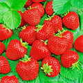 Ali Baba Strawberry Seeds - 50 Non-GMO Heirloom Seeds for Spring Planting - Fragaria x ananassa