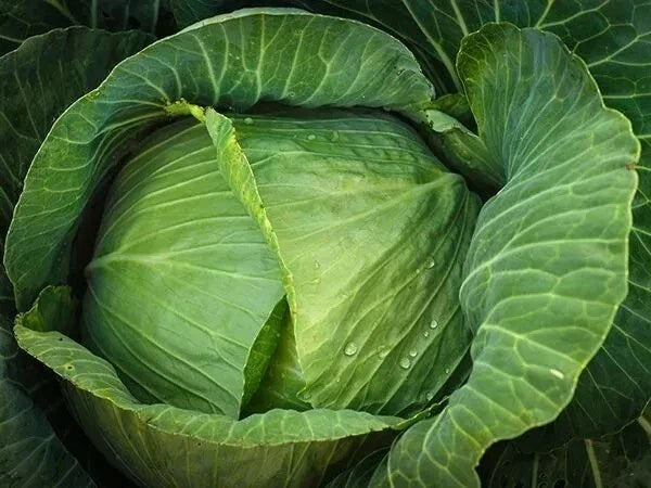 Cabbage Seeds 1000+ Heirloom Brunswick NON-GMO Fresh Brassica oleracea