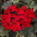 Caliente Deep Red Geranium Seeds - 25+ Pack for Garden Planting - Pelargonium x hortorum - USA
