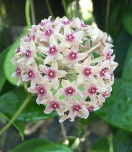 Hoya hanhiae Rooted Plant 2.5" Pot Live Houseplant