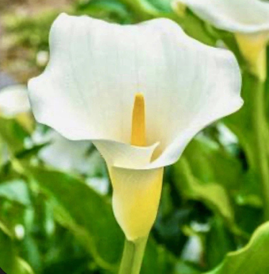 Zantedeschia Aethiopica Calla Lily White 10 Live Bulbs - Perennial Flower Plant