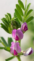 50+ Common Vetch Seeds - Heirloom Vegetable Tare, Vicia sativa for Garden Planting