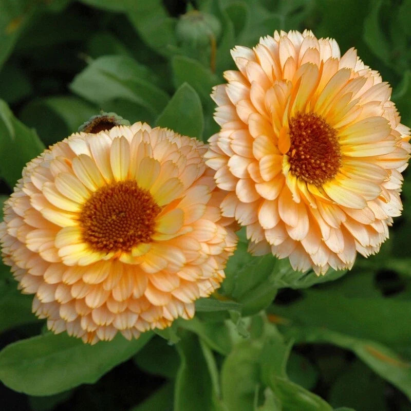 Calendula Seeds - Pink Surprise - Heirloom Edible Flowers - Non-GMO Gardening Seeds - Calendula officinalis