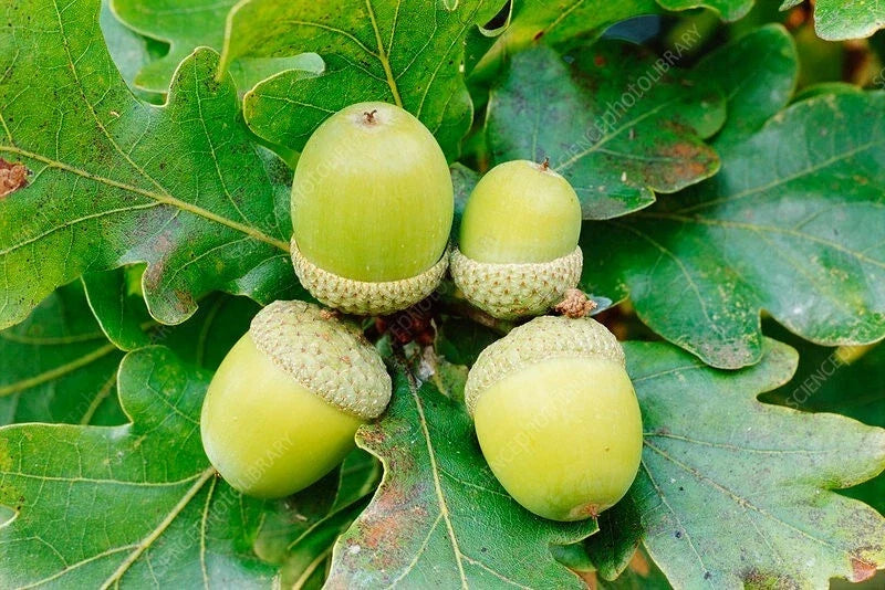 25 Acorn Seeds - White Oak Trees (Quercus alba) - 50-70 ft Height - Native Acorns for Planting - Zone 4-8