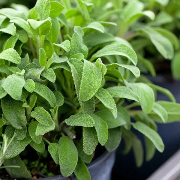 Broadleaf Sage Seeds - Salvia Officinalis - Herb Garden Planting Seeds for Culinary Use 2025