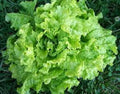 Black Seeded Simpson Leaf Lettuce 200 Seeds - Organic Heirloom, Fresh, Non-GMO, Popular Variety