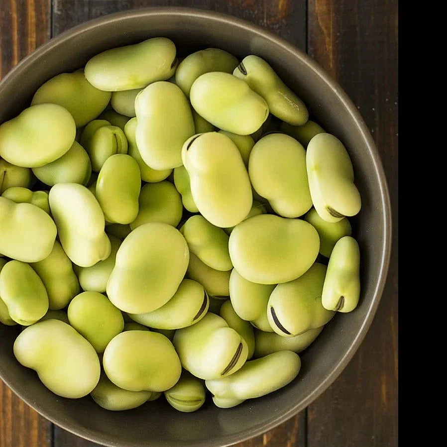 Aquadulce Fava Bean Seeds - Cold Tolerant Cover Crop for 2025 Planting - Vicia faba
