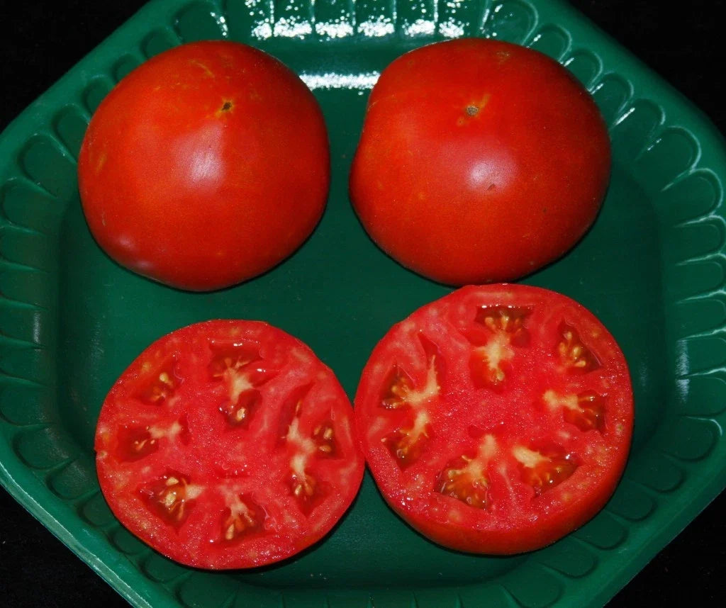 Celebrity Hybrid Tomato Seeds - 15 Count Packet - Heavy Producer, Compact Plant - Solanum lycopersicum