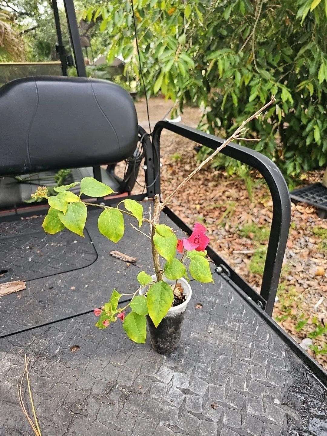 Bougainvillea Starter Plant 3.5" Pot, Pink Variety, Bougainvillea glabra