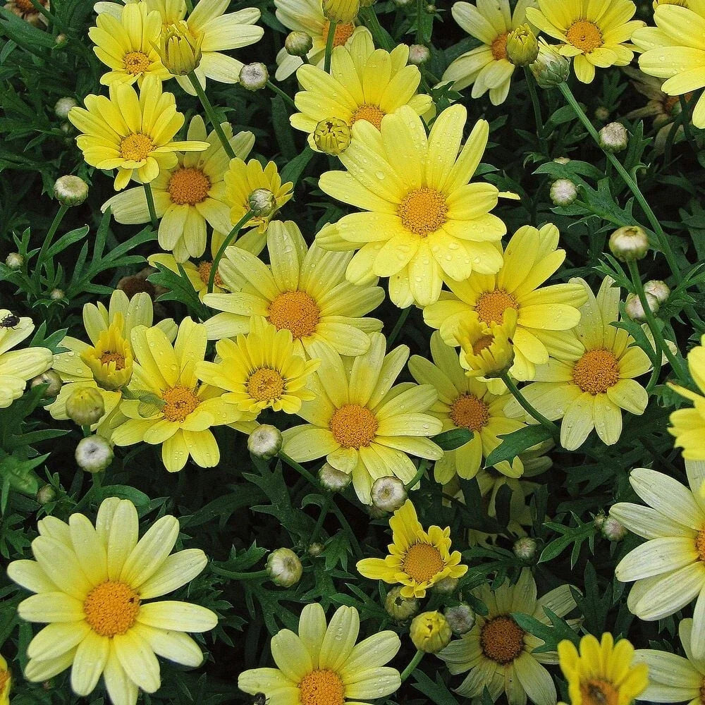 Yellow Marguerite Daisy Seeds - 200 Bulk Seeds for Garden Planting - Leucanthemum vulgare - USA, Free Shipping