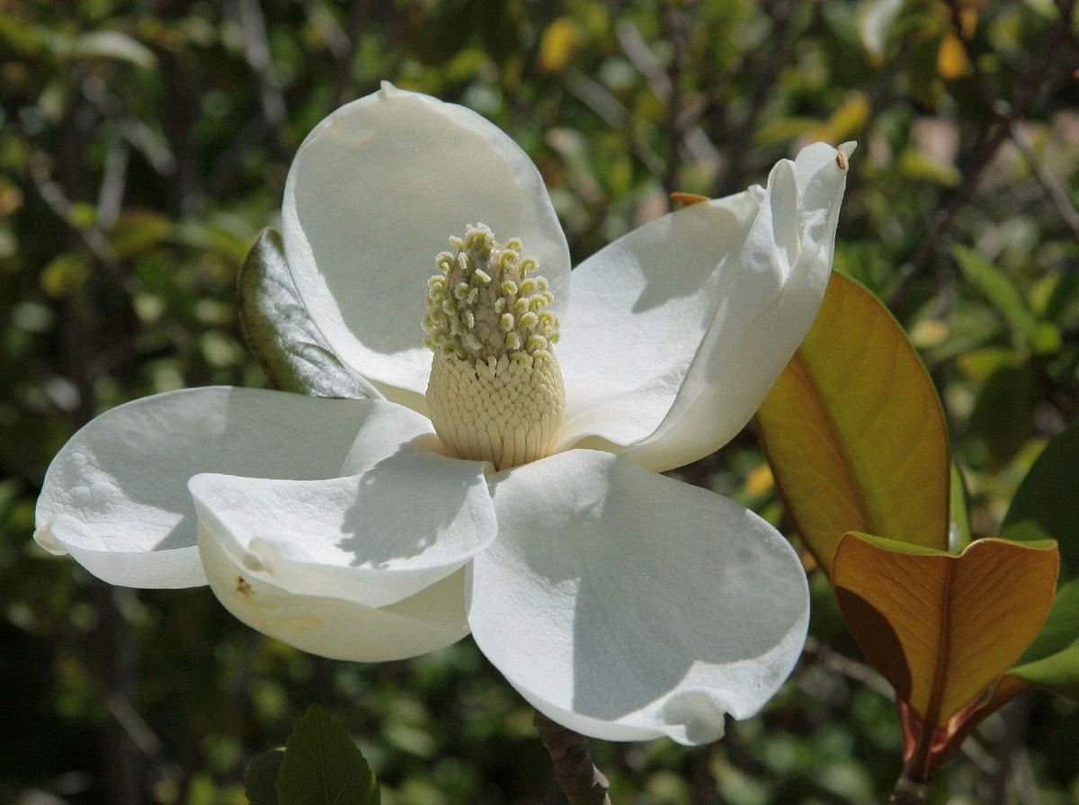 Southern Magnolia Trees 6-Pack, 10"-2ft Tall, Magnolia grandiflora, Live Plants