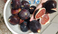 Italian 258 Cutting - Unrooted Fig Plant Cutting - Ficus carica