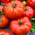 Jersey Tomato Seeds - 30+ Beefsteak - Heirloom, Organic, Non-GMO - Solanum lycopersicum