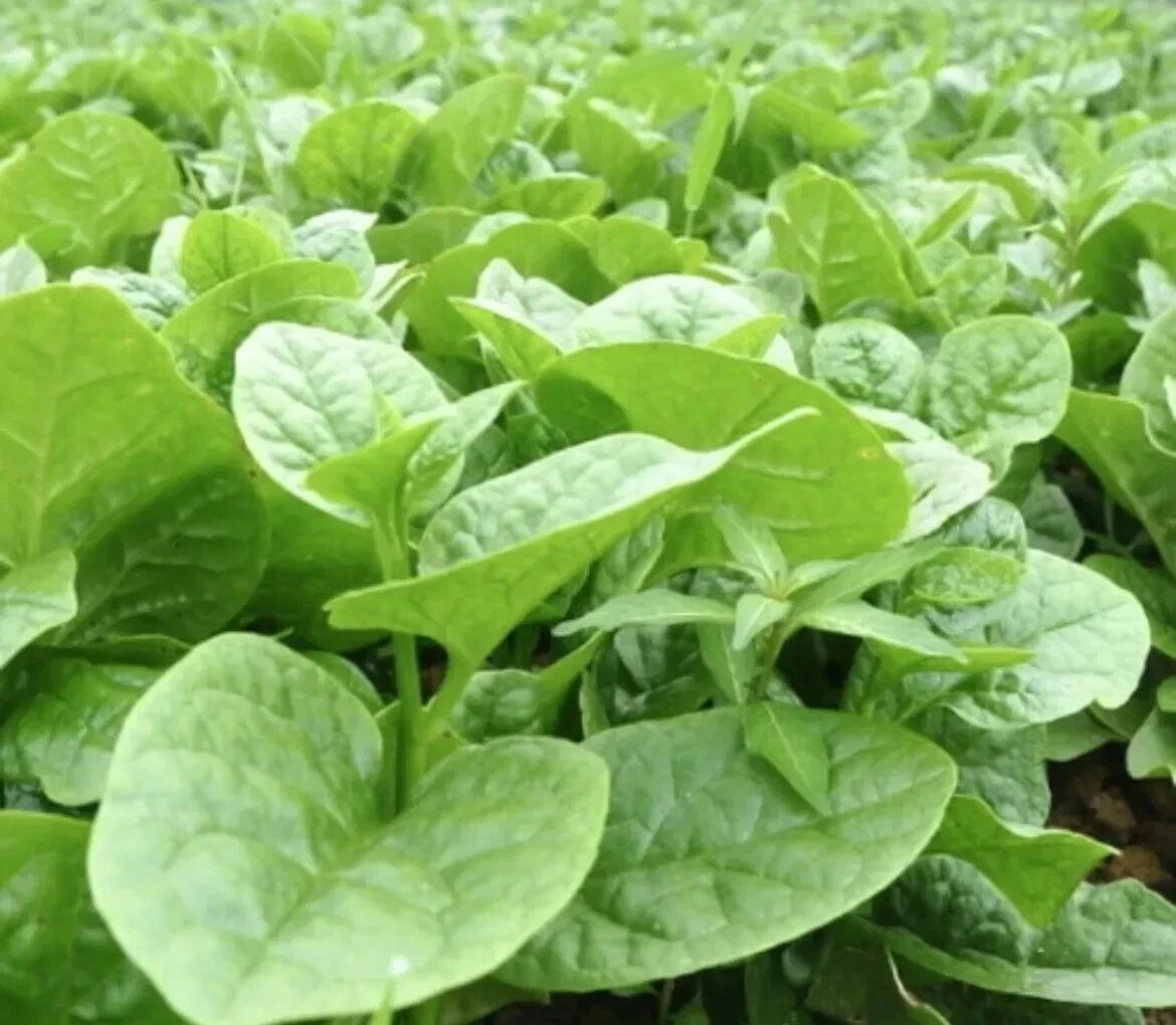 Malabar Spinach Seeds - 50 Count - Thick Leaves - Basella Alba - 2024 - USA