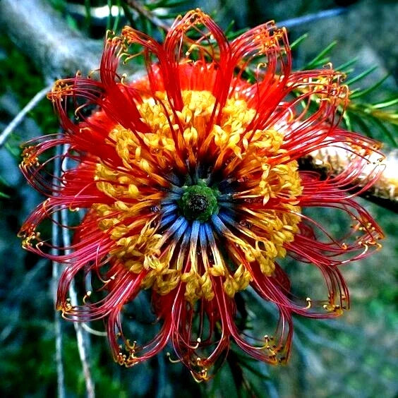 Banksia Ericifolia "Little Eric" Tree Seeds - 5 Rare Lantern Fireworks Seeds for Planting