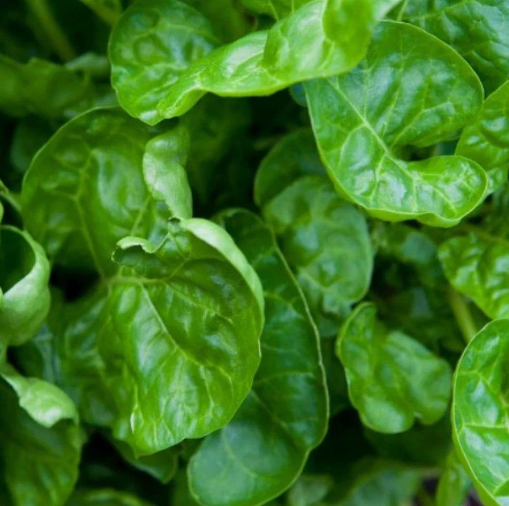 200 Non-GMO Swiss Chard Seeds, Perpetual Variety, Salad Greens, Beta vulgaris subsp. cicla