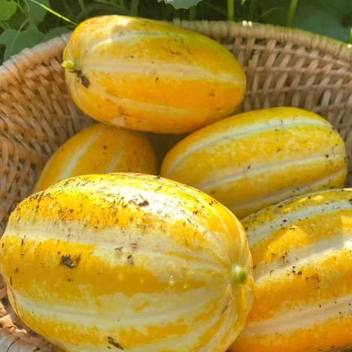 Korean Melon Seeds - 120+ Count - Asian Fruit Cucumber Melon Variety - Cucumis melo subsp. makuwa