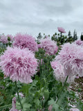 Lilac Pompon Poppy Seeds - 200+ Pack for Garden Planting - Papaver somniferum - USA Grown, Free Shipping