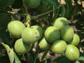 Black Walnut Tree Live Plant Seedling | Juglans nigra | Non-Shippable to California