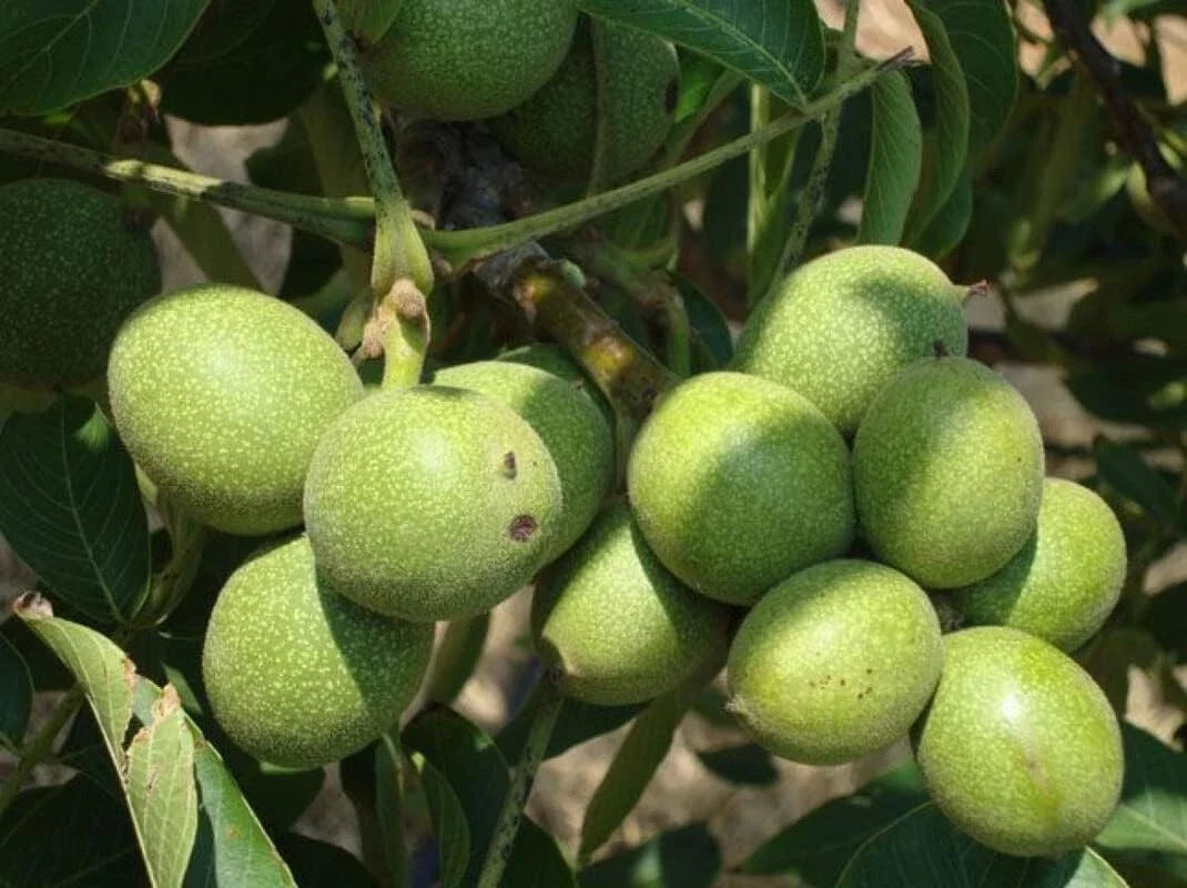 Black Walnut Tree Live Plant Seedling | Juglans nigra | Non-Shippable to California