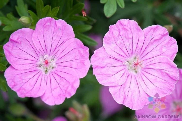 25+ Ankum's Pride Geranium Seeds - Bloody Cranesbill (Geranium sanguineum) for Garden Planting - FREE SHIPPING