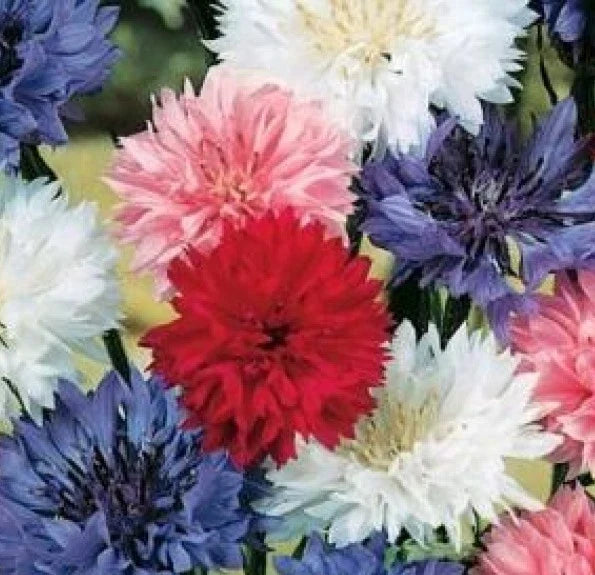 Bachelor Button Seeds Dwarf Mix - 100 Fresh Polka Dot Cornflower Seeds - Centaurea cyanus, Free Shipping