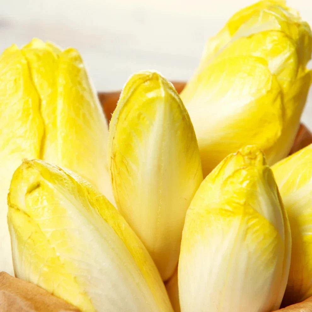 Belgian Endive Seeds - Pale Yellow White Witloof Chicory - Perfect for 2025 Planting