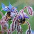 Borage Seeds - Heirloom Non-GMO Edible Flowers & Leaves - Borago officinalis - With Tracking