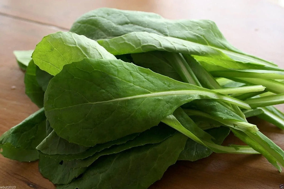 Komatsuna Mustard Seeds - 100+ Seeds - Brassica rapa var. perviridis - Japanese Greens for Gardening, Non-GMO