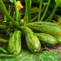 Caserta Zucchini Squash Seeds 15 Ct Non-GMO Summer Vegetable Curcurbita Pepo Seeds USA