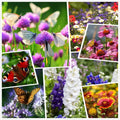 Wildflower Seeds 2 Ounces - 50000+ Mixed Perennial & Annual Seeds for Planting - Ideal for Gardens and Pollinators