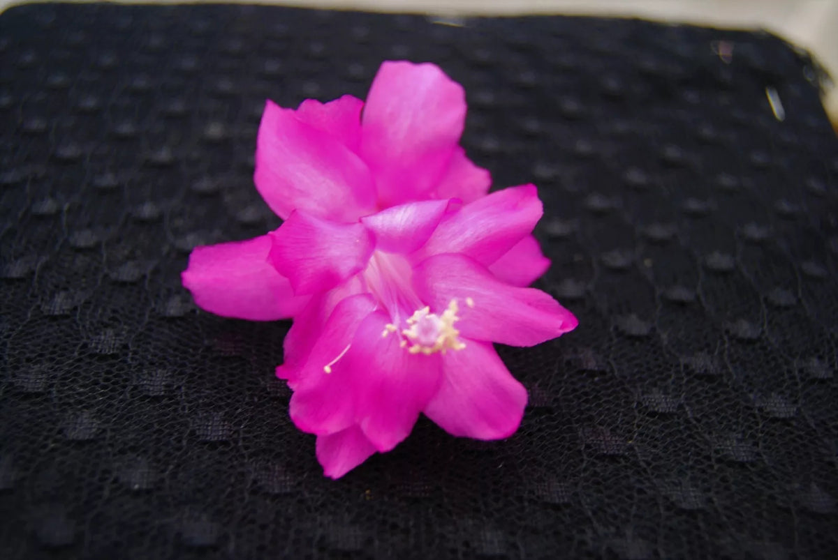 Christmas Cactus Starter Plant - Small Healthy Schlumbergera Truncata - Barcellona Variety, Well Rooted for Easy Growth