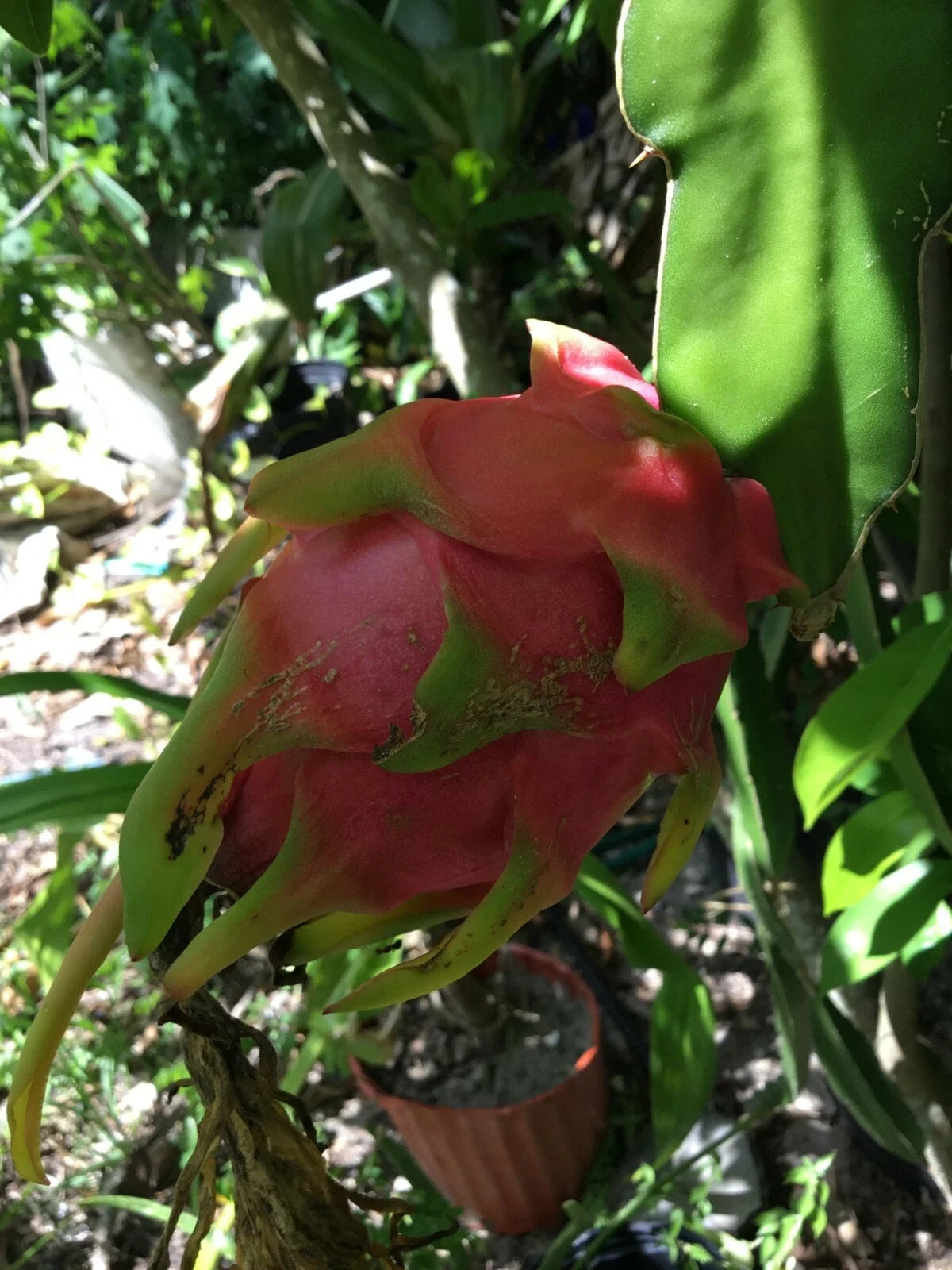 Vietnam Dragon Fruit Cuttings - 8 to 12 Inches Long + 1 Free 4 Inch Cutting - Hylocereus undatus