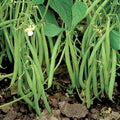 Bulk Blue Lake 274 Green Bean Seeds | Bush Bean Vegetable Seeds | Wholesale 2025