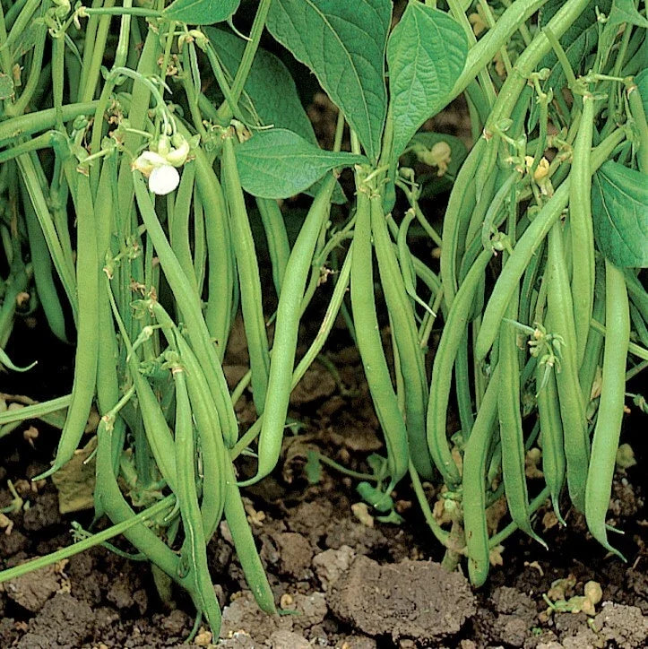 Bulk Blue Lake 274 Green Bean Seeds | Bush Bean Vegetable Seeds | Wholesale 2025