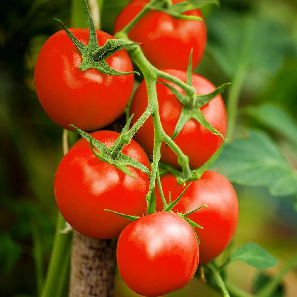 Moneymaker Vine Tomato Seeds | Indeterminate Cordon Stake Variety | Solanum lycopersicum | 2025 Season