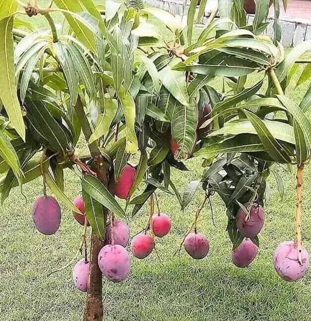 Mango Live Tropical Fruit Tree 6"-9" Seeding Plant - Mangifera indica