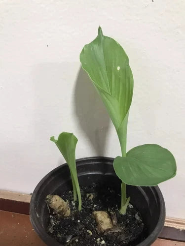 Rare White Turmeric Live Plant 5"-10" (Curcuma Zeodaria) - Flowering Ginger Root for Garden & Health Benefits