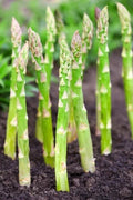 Asparagus 5 Bare Root Plants 2yr Crowns - Millennium Variety, CZ Grain - Easy to Grow Vegetable Garden Addition