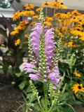 30 Bare Root Obedient Plants - Lavender Flowers - Physostegia Virginiana - Organically Grown Perennials for Garden