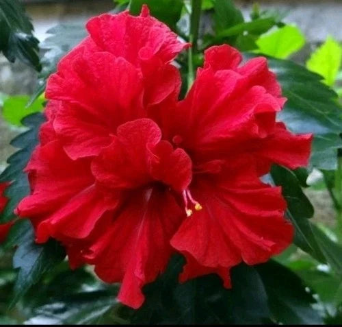 1 Double Red Hibiscus Live Plant - 5" Starter - Tropical Perennial - Hibiscus rosa-sinensis - Indoor/Outdoor Garden Decor