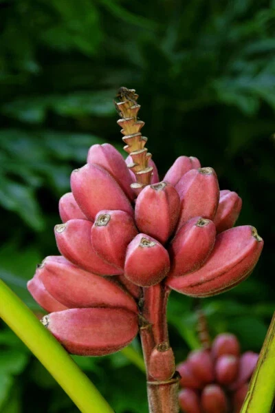 Bordelon Musa Banana – Small Rooted Starter Plant, Live Ornamental Banana Tree for Tropical Gardens & Container Growing