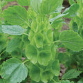 Bells of Ireland Seeds | NON-GMO Heirloom | Fresh Vegetable Seeds | Moluccella laevis