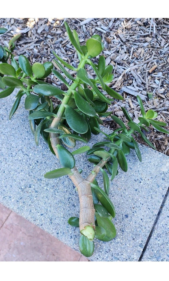Jade Plant Thick Cuttings Crassula ovata Succulent, 0.75–1 Inch Diameter Live Succulent Cuttings Set of 2