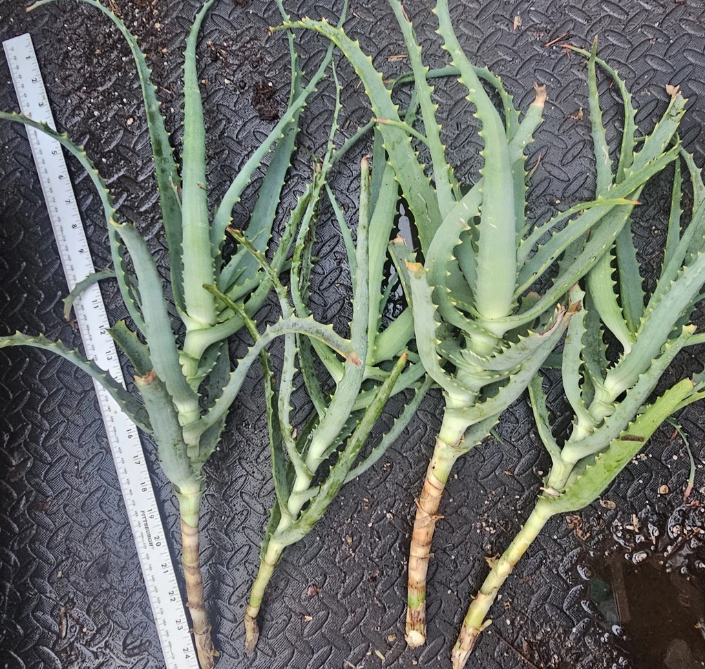 Aloe arborescens Cuttings – 4 Fresh Live Succulent Starts, Easy-Rooting Tree Aloe for Containers & Outdoor Gardens